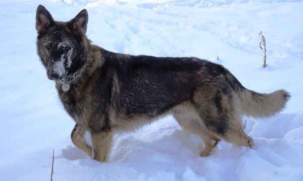 P Max Von Zahnderhaus