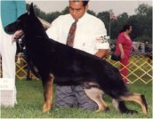 CH (US) Woodhaven's Tall DK-N-Hansome