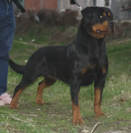 Berta vom Grantikopf