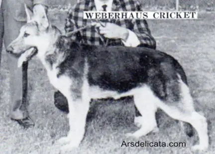 Weberhaus Cricket