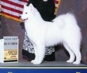 BISS CH Doubletake's She's Got It