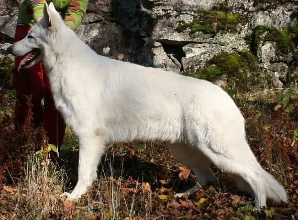 CHARACTER TEST +223 Barvestads Desoto