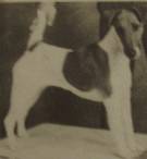 GB CH Mosvalley Mimosa