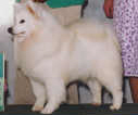 AKC-CH UKC-CH Minnemato's True Love