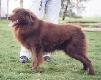 DNA-CP Bearfoot's Red Man Chew Rossy