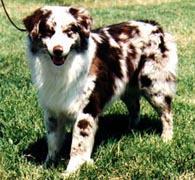 ASCA CH HOF Casa Buena Cadillac Jack