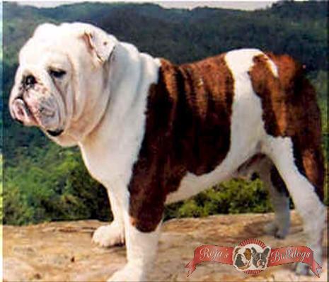 BIS/BISS CH (AKC) Legacy's Cajun Zeus