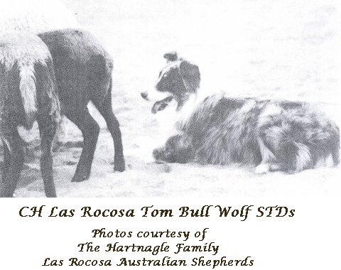 CH Las Rocosa Tom Bull Wolf