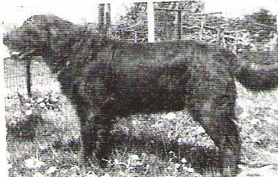 Forestholm Coppercoat of Ryshot