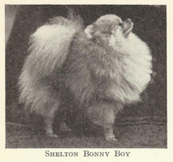Shelton Bonny Boy