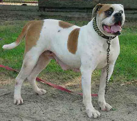 Martin's Long Tall Sally