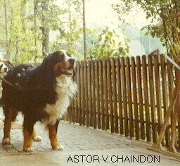CH Astor V Chaindon