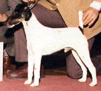 AM CH Buccaneer's Max