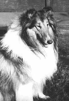 GB CH Defender Of Dunsinane