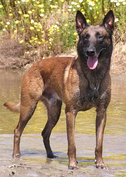 Feist du Loups du Soleil