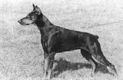 Hiya Hebe v. Roveline