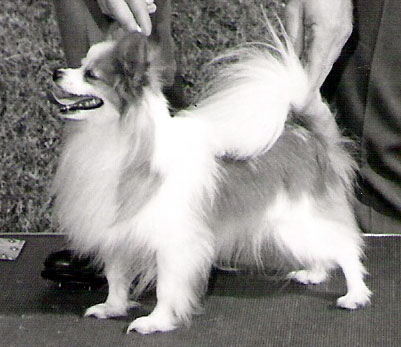 CH AM.CAN.FINN Gowdy of Mariposa