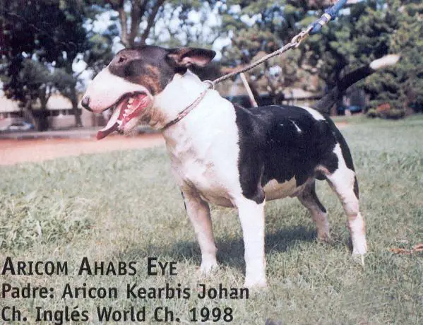 CH Aricon Ahabs Eye