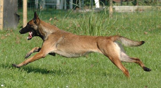 Eden du Clos d'Alsan