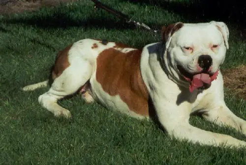 Vang's Poison Oak of Torrez