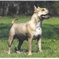 Gipsy Lady (Hägele's)