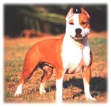 INT CH , V1 E '96 Tippitt's Diamond Kizzy