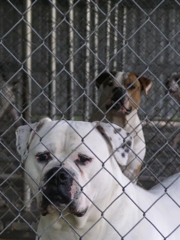 Basin's/Bessant's Luna