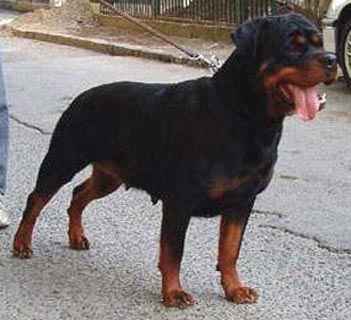 WS02-V5 1XCACIB Simmy Von Baeckerhaus