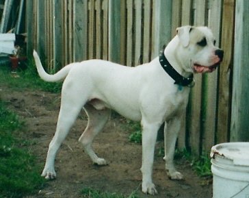 Batman Capdevila's Nightmare