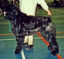 Ginger v.d. Dambaernhoeve