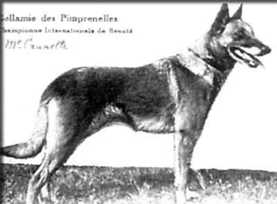 Bellamie des Pimprenelles