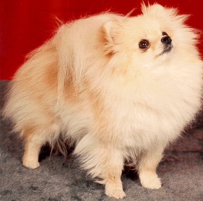 Finch's Pearls and Lace