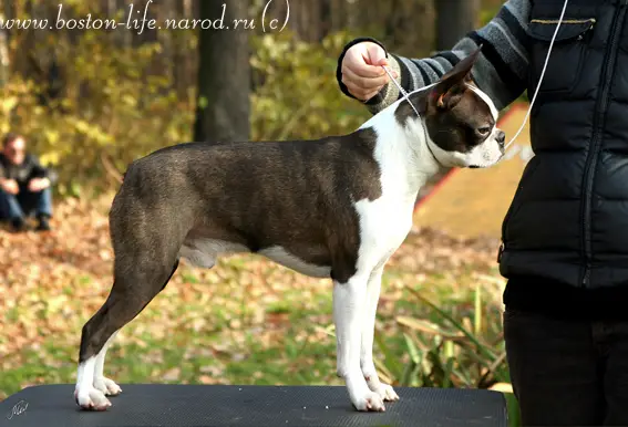 5XCACIB,19XBOB CH Izumrudniy Martin Iz Kuntsevskogo Dvorika