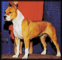 CH. Goldy De Heavenguard