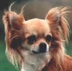 MISTY MEADOW'S BILLY JEAN