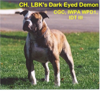 GR CH LBK's Dark Eyed Demon