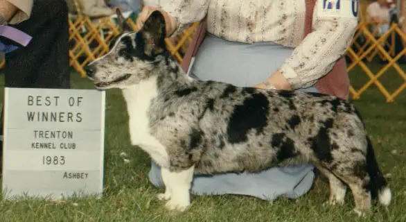 Aragorn Appraxin Silver Fox