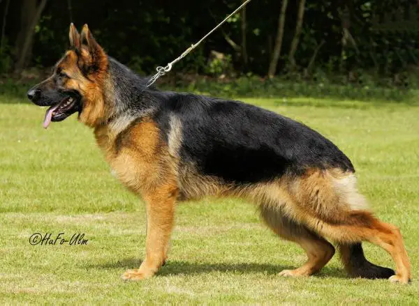 V, (SG 38 JKLH BSZS 2012) Annika von der Liebeswarte