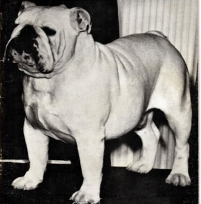 BISS CH (AKC) Vardona Frosty Snowman