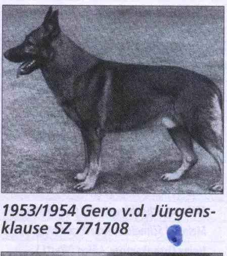 DDR Sieger 1953 & 1954, VA Gero aus der Jürgensklause