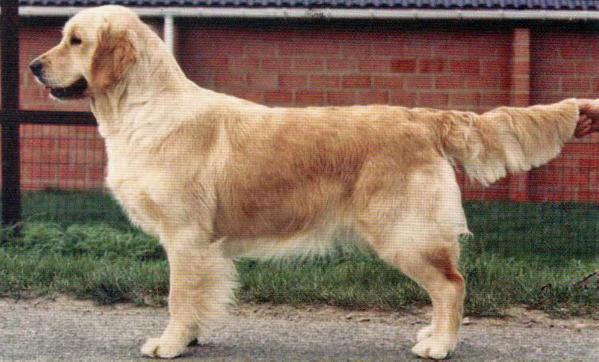 MULTI CH SW-95 Orange-Juice Of Glen Sheallag