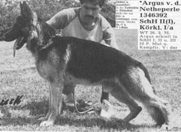 V Argus von der Netheperle