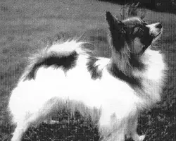 GB CH Alcala Chantilly Lace