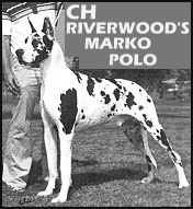 CH Riverwood's Marko Polo