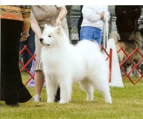 AMCH Julesno's Heart's Afire