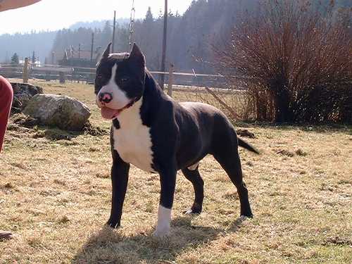 Mississippi Sunbolt Noir Skillet