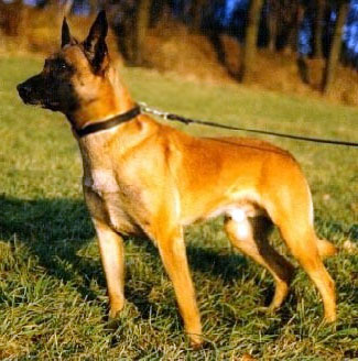 Cartouche vom Roten Falken