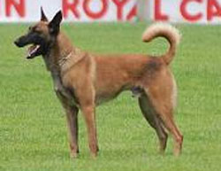 Bacchus vom Drachenherz