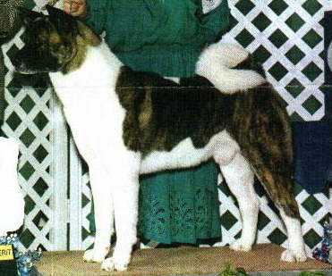 AKC CH Hinmaru Daitani Diamond Back