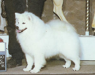 AKC-CH UKC-GRCH 'PR' Larson's Sierra Sno Bandit
